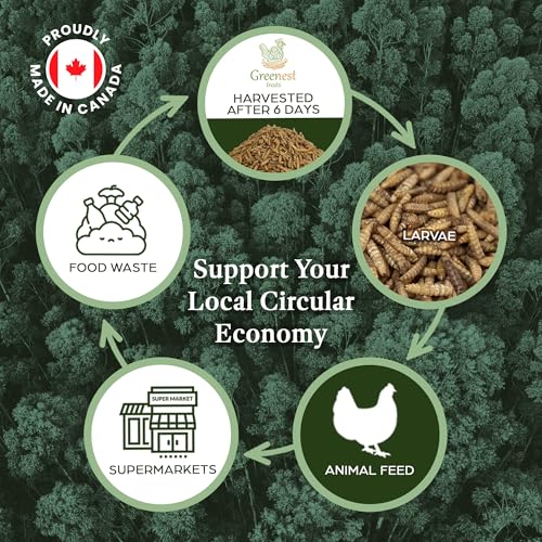 Dried Black Soldier Fly Larvae Chicken Treats for Hens, Duck, Wild Birds, Lizard, Tortoise, Fish - All Natural High Protein Dried Mealworms Alternative | Made in Canada - Image 5