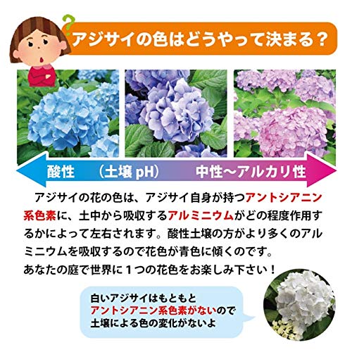 Amazon.co.jp: 紫陽花 あじさい 【ブルーマーブルソーダ】 5号ポット苗