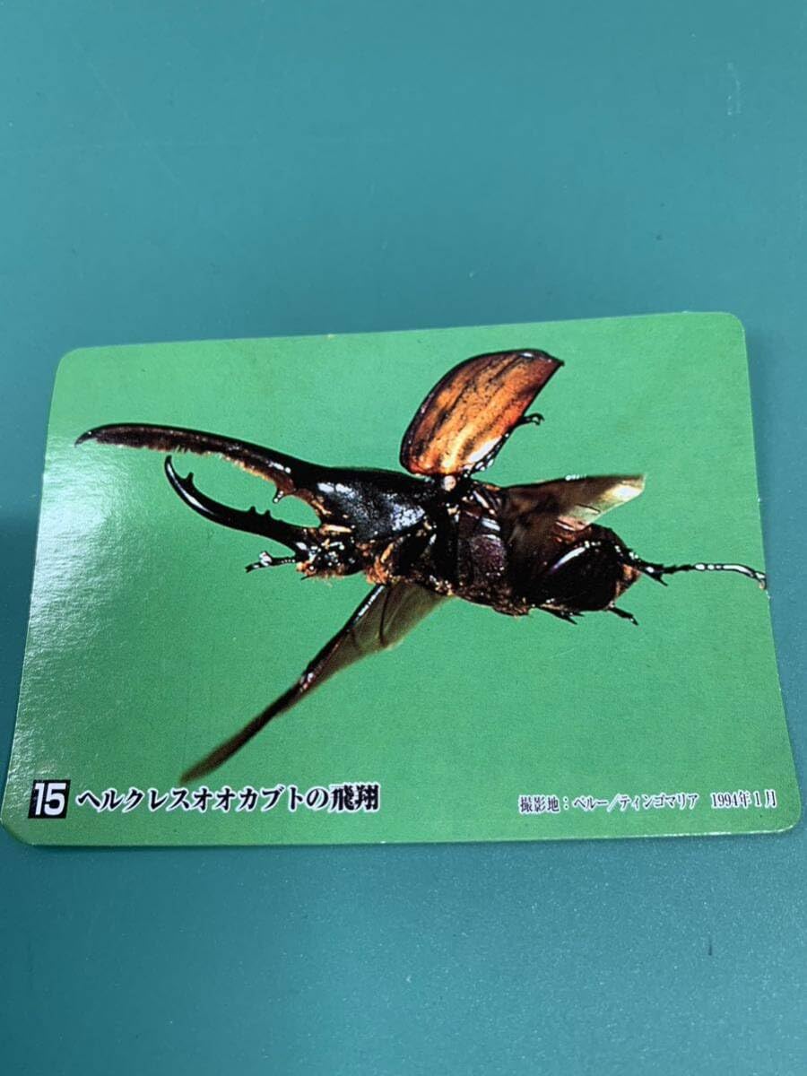 Amazon.co.jp: ヘラクレスオオカブトの飛翔 No.15 Kabaya 食玩 昆虫