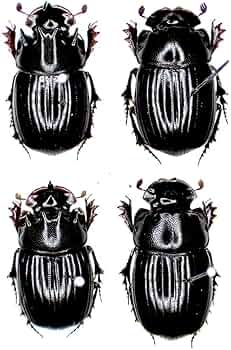 専用　標本　ダイコクコガネ　6頭 専用 標本 ダイコクコガネ 6頭 専用 標本 ダイコクコガネ 6頭