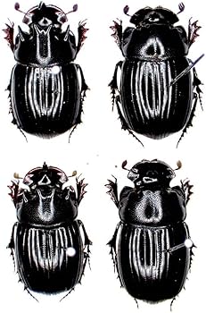 ダイコクコガネ 26mm ♂︎︎ ♀♀ 標本 大型 ダイコクコガネの仲間 | 昆虫標本 Diggers & Rollers