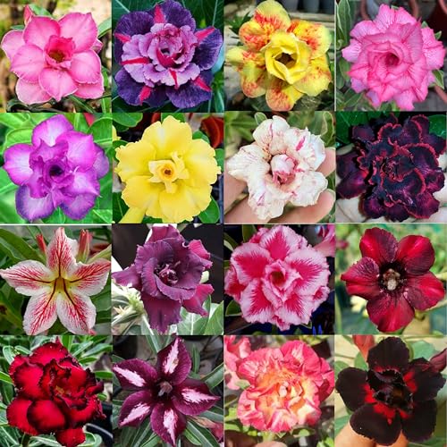 Adenium Plants Combo Pack Mixed Colours Variety Upto 1.5 feet Height 10 Months Old Bare Rooted Combo Pack of 10