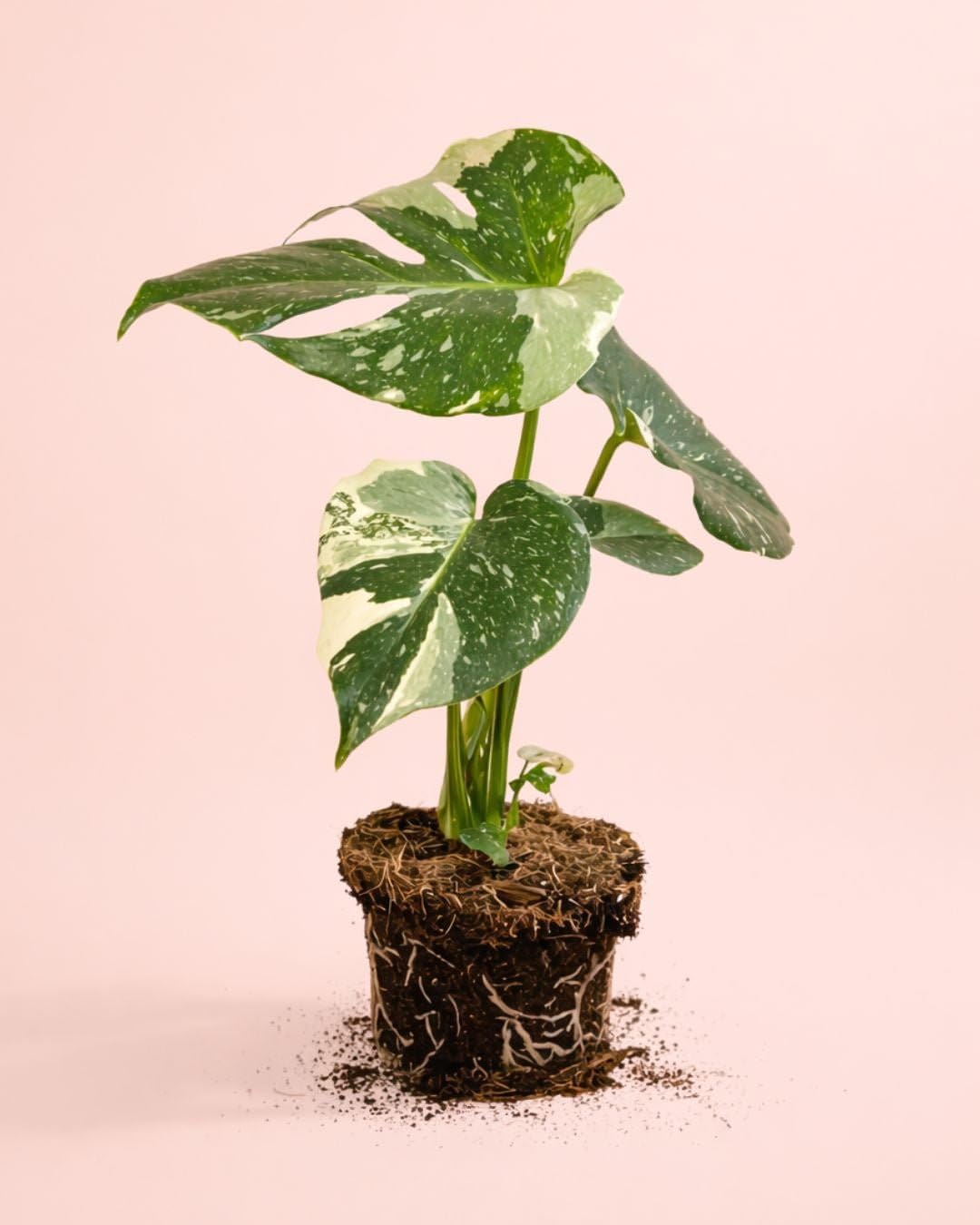 PUR PLANT Monstera Thai Constellation | Monstera Variegada Natural Exclusiva | Planta Tropical de Interior Decorativa | Maceta de Ø12 cm