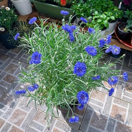 semillas de aciano silvestres de balcón de aciano de balcón perennes resistentes para lugares soleados decorativas resistentes 1200pcs