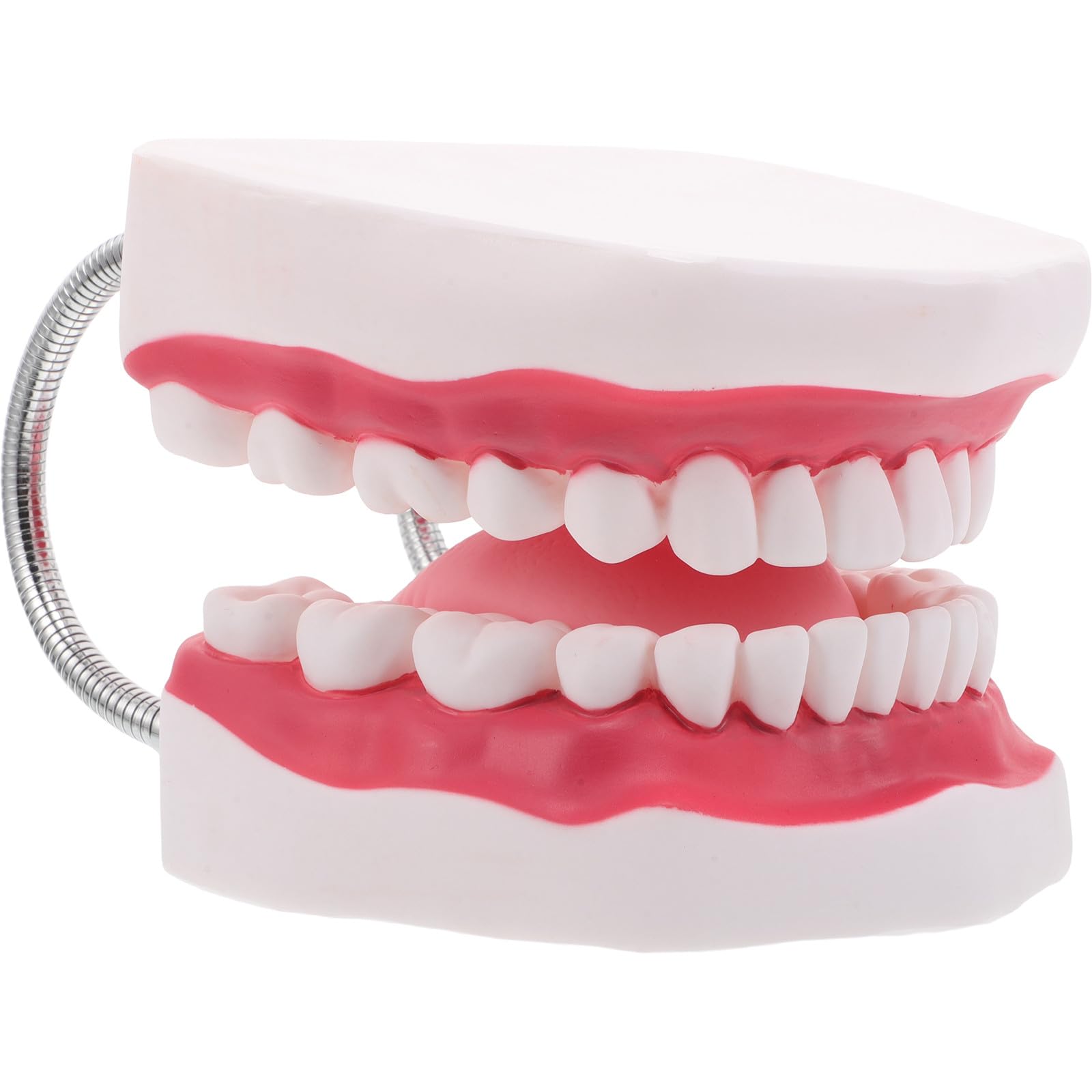 Ciieeo Modello di Protesi Dentaria Ortodontica per Insegnamento Modello di Denti per Studenti di Odontoiatria con Mascella Superiore e Inferiore Gengive e Lingua