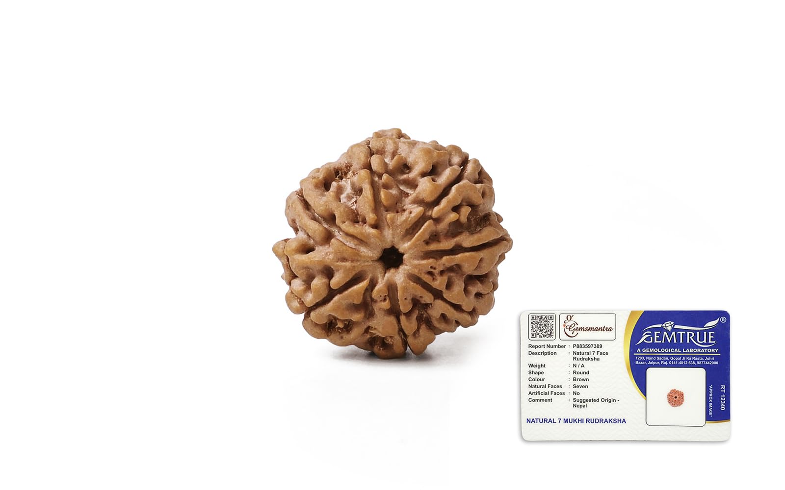 7 Mukhi Rudraksha Bead Without Pendant | Original Nepali | Natural and Lab Certified | Represents Goddess Lakshmi, Enhances Wealth, Prosperity & Success For Men & Women