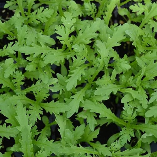 Miniatura 2 de 1000 semillas de crisantemo, Tong Ho CAI Cuc, Tan O Shungiku semillas plantar jardín perenne maceta fácil de cultivar