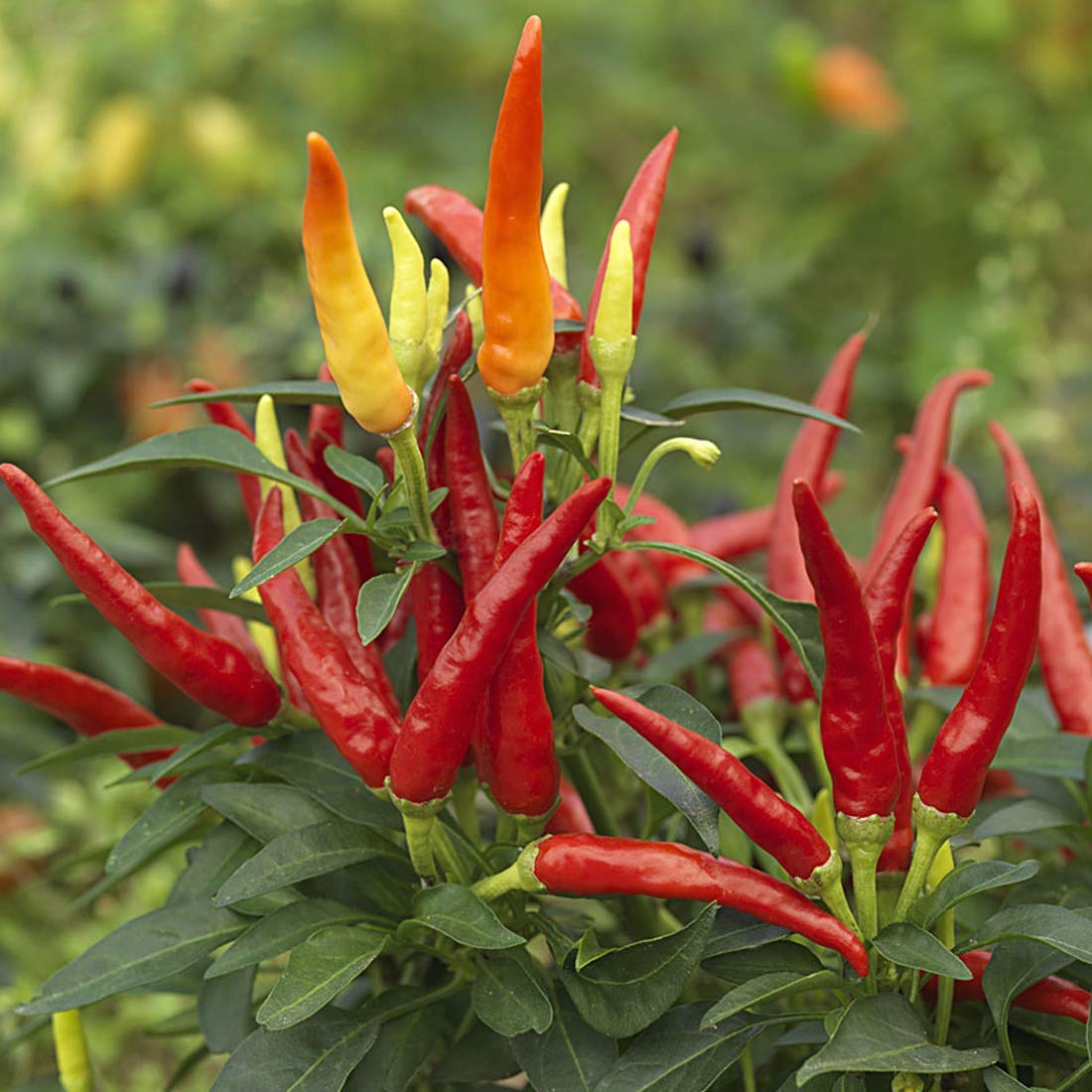 Bee Garden Pusa Sadabahar Chilli/mirch Seeds -100 Seeds Pack for Kitchen Gardening (B0978P28NM) Amazon Price History, Amazon Price Tracker