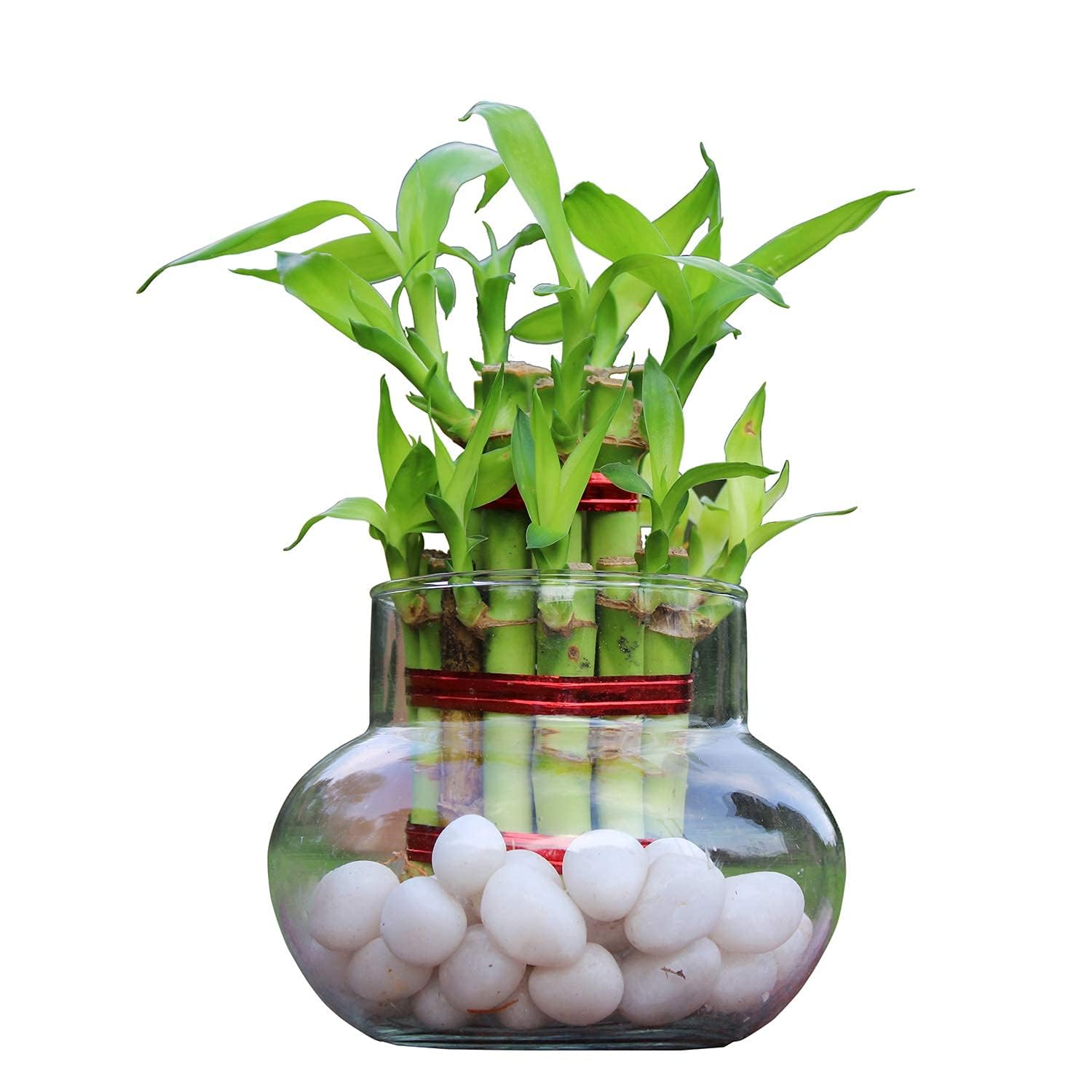 Aradhya enterprises Two Layer Lucky Bamboo Plant in Handi Shape Glass Vase With White Pebbles (B0CLM1PVG5) Amazon Price History, Amazon Price Tracker