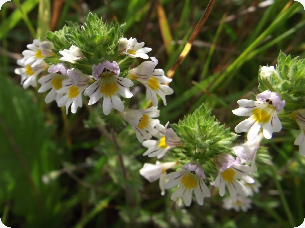 SAFLAX Ogentroost - 200 Zaden Met Potgrond - Euphrasia Officinalis - Geneeskrachtige Plant Voor Natuurlijke Genezing