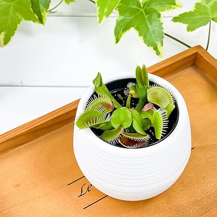 Amazon 食虫植物 ハエトリソウ ディオネア ムスキプラ 3号丸鉢 受け皿付き 育て方説明書付き Dionea Muscipula ハエトリ草 Planchu 観葉植物 通販