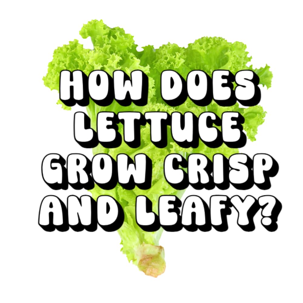 How Does Lettuce Grow Crisp and Leafy?
