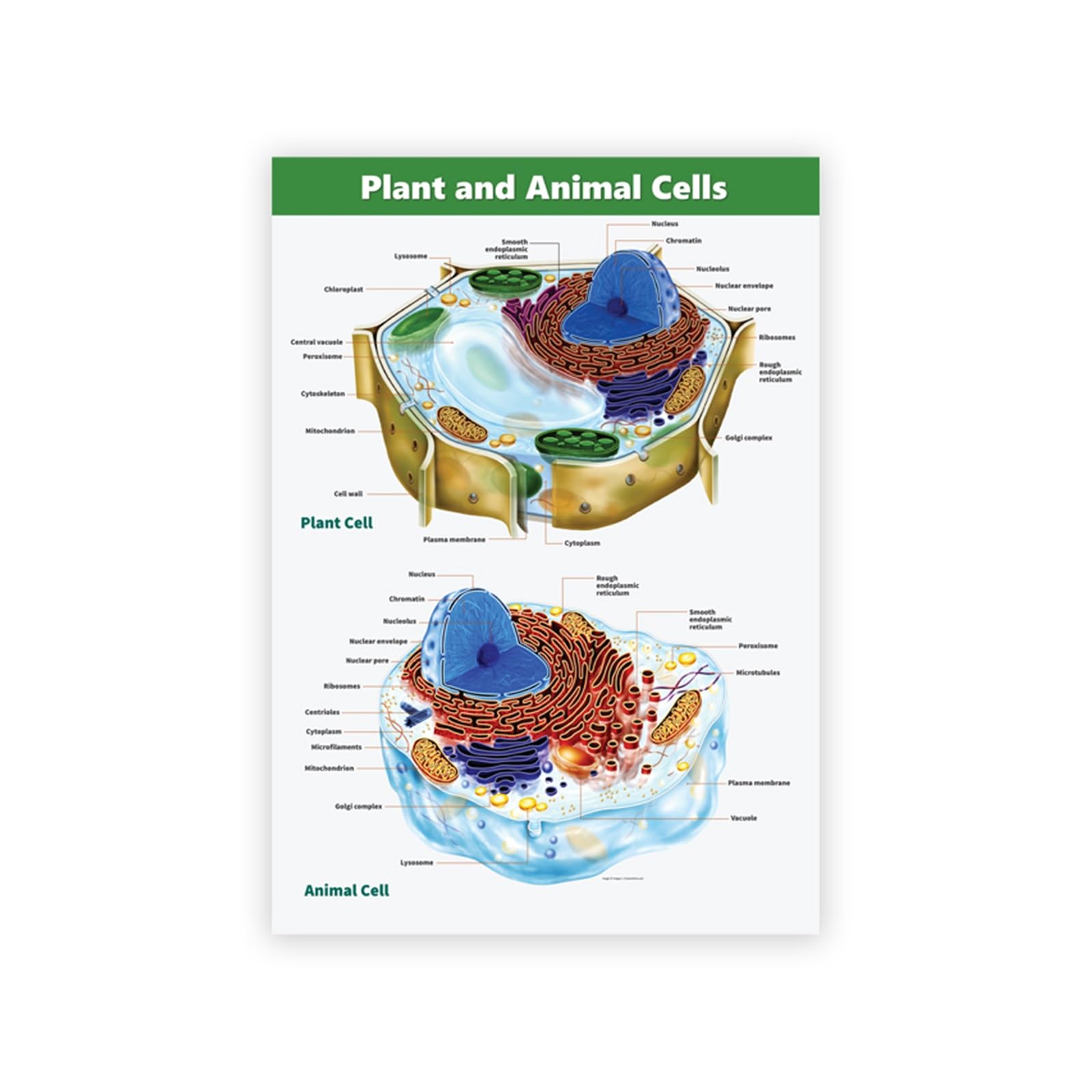 Affiche biologie de cellules végétales et animales pour réveiller la salle d'étude