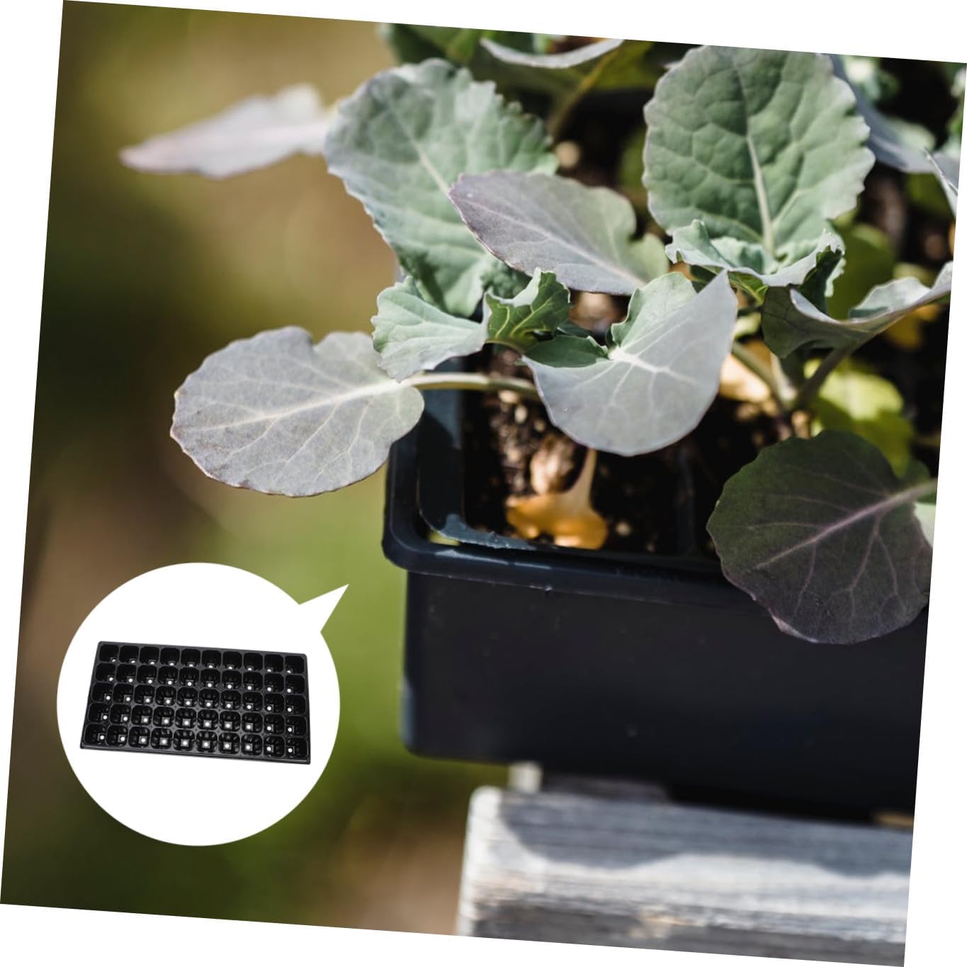 10pcs Thickened Nursery Plates 50-Cell Germination Trays Plastic Seed Starter Garden Planter Boxes for Seedlings and Indoor Greenhouse Planting