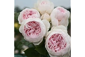 Heirloom Roses Earth Angel Rose Plant