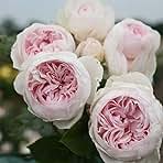 Heirloom Roses Earth Angel Rose Plant - Parfuma® Earth Angel Pink Floribunda Rose Bush, Cupped Peony Shaped Blooms