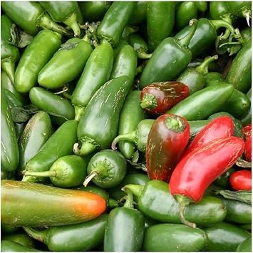 PREMIER SEEDS DIRECT - HOT Chilli Pepper - Jalapeno M - 25 Finest Seeds