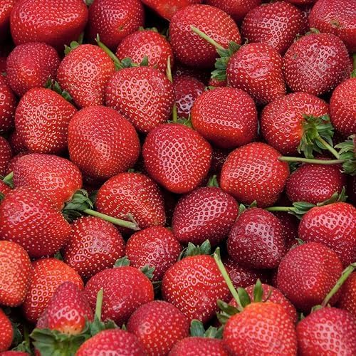 20 Pack Quinault Everbearer Strawberry Plants - Delicious Outdoor Planting for Home Garden - Grown USA. Zone 4-9.