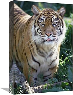 12 x 18 in. Bengal Tiger Portrait, Woodland Park Zoo Art Print - Gerry Ellis