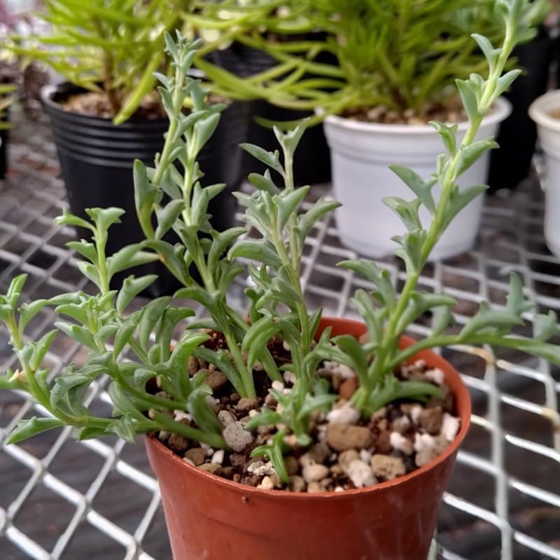 Miniatura 5 de String of Dolphins Plant 4'' Inch Pot  Live Trailing Succulent Houseplant  String of Dolphins Plant Live for Shelves, Pots & Hanging Planters