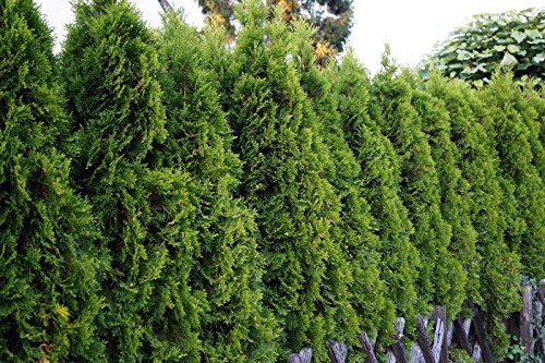 Thuja Smaragd 40-60 cm Containerware 50 Stck im Sparpaket - Thuja  occidentalis Smaragd floranza : Amazon.de: Garten