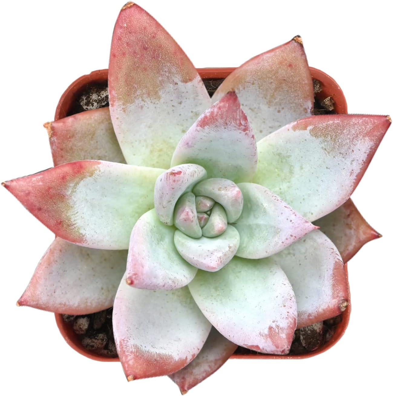 Sprout N Green Echeveria Colorata VAR. Brandtii, Live Succulent Fully Rooted in 2" Pot, Real Houseplant for Indoor Outdoor Home Office Wedding Decoration Party Favor, Pets Friendly
