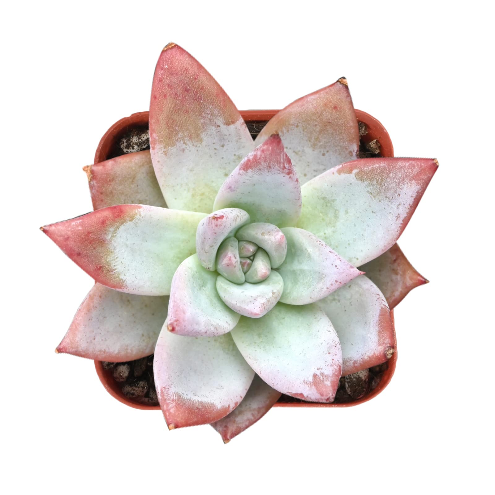 Sprout N Green Echeveria Colorata VAR. Brandtii, Live Succulent Plant Fully Rooted in 2" Pots with Soil Mix, Real Houseplant for Indoor Outdoor Home Office Wedding Decoration Party Favor