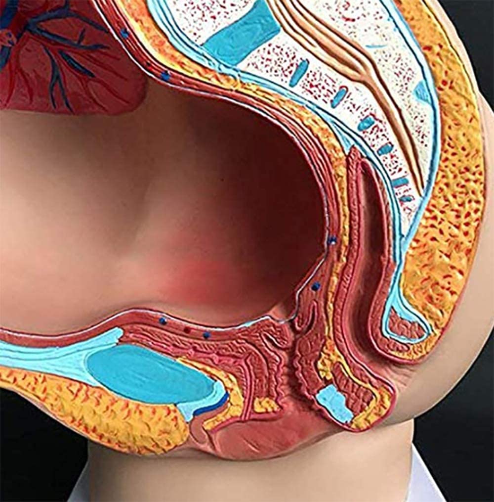 4 Parti Femminili Umani Sezione pelvica Gravidanza Modello anatomico Gravidanza Gravidanza 9 Mesi Modello Modello Rimovibile Organs Incinta rumorosità Umana pelvi