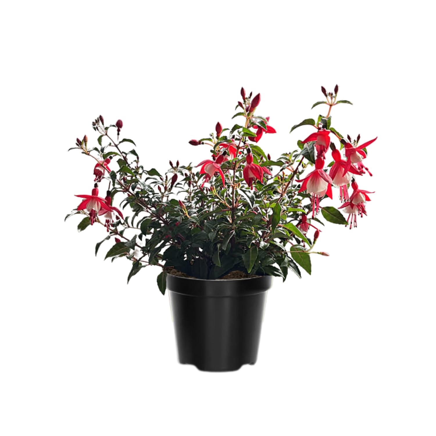 Amazon.com : Pack 4 Fuchsia Plants Live, Red White Flower Plant, 4 to 6  Inches Tall, Fuchsia Live Plants 4 Inc Potted : Patio, Lawn & Garden