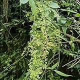 comprar semillas de jiaogulan - gynostemma pentaphyllum - silvestres, cobertura del suelo, 75pcs