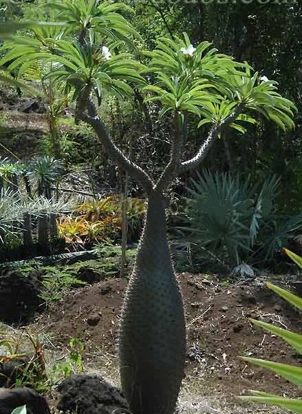 Amazon.co.jp: 【種子】Pachypodium Lamerei var. Ramosum