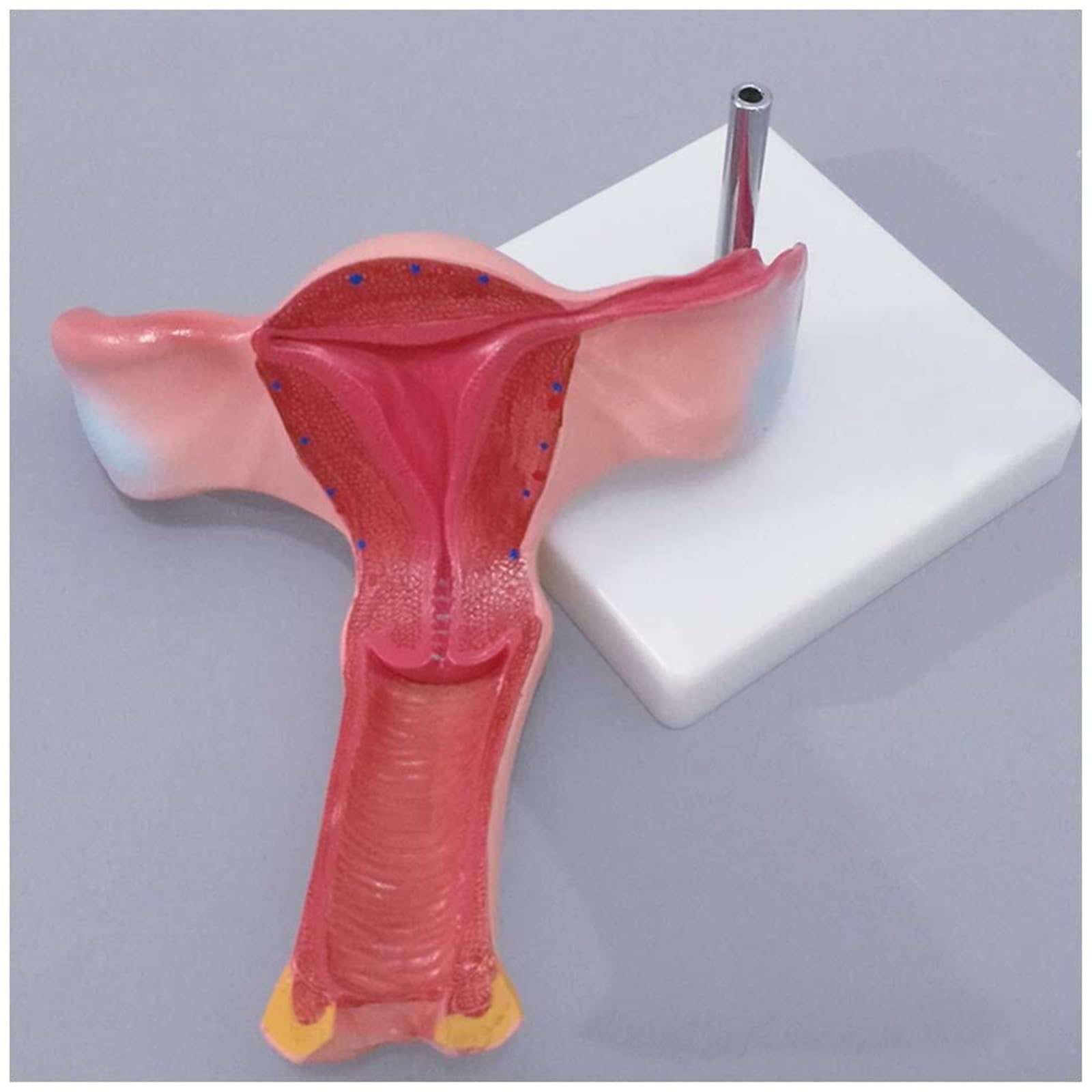 Model macicy układ rozrodczy kobieca macica jajnik anatomiczny model PVC powiększenie jajnika nauczanie medyczne do szkoły sprzęt laboratoryjny medyczny