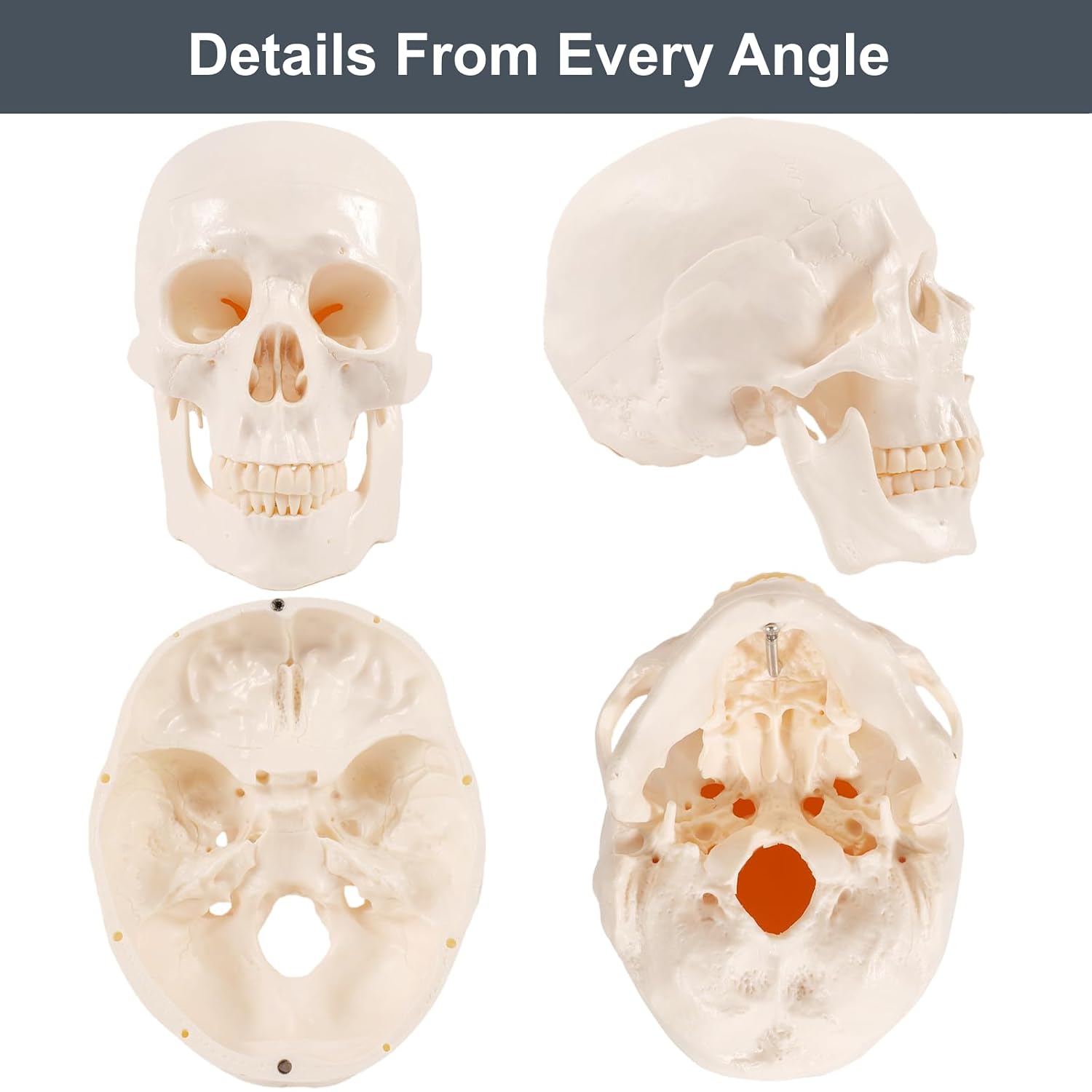 Life Size Human Skull Anatomy Model, Full Size Anatomical Correct Realistic Skull Model- 3 Parts for Medical Studying, Art, Decor