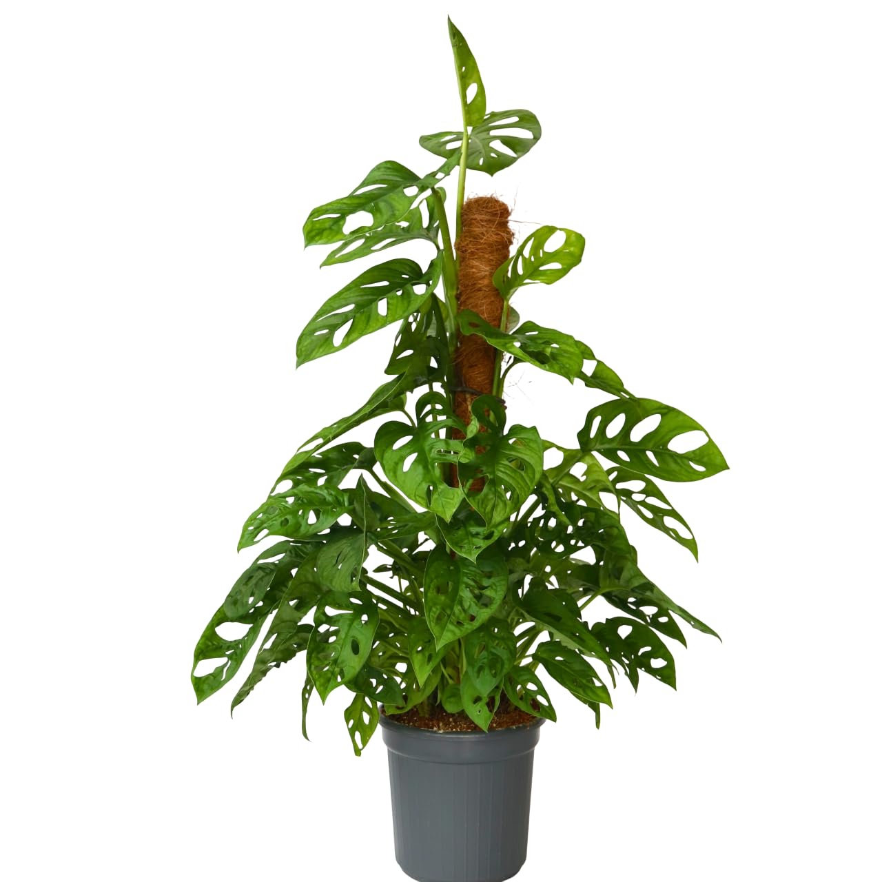 philodendron melanochrysum rankhilfe Philodendron Melanochrysum