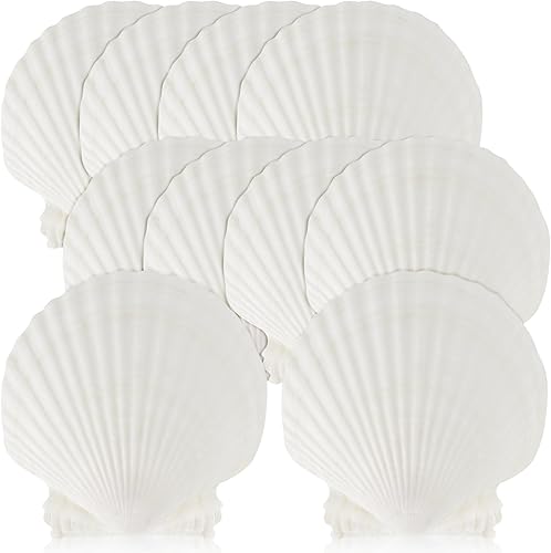 15 conchas marinas naturales grandes blancas, de 4 a 4.7 pulgadas para manualidades, servir alimentos, hornear y más