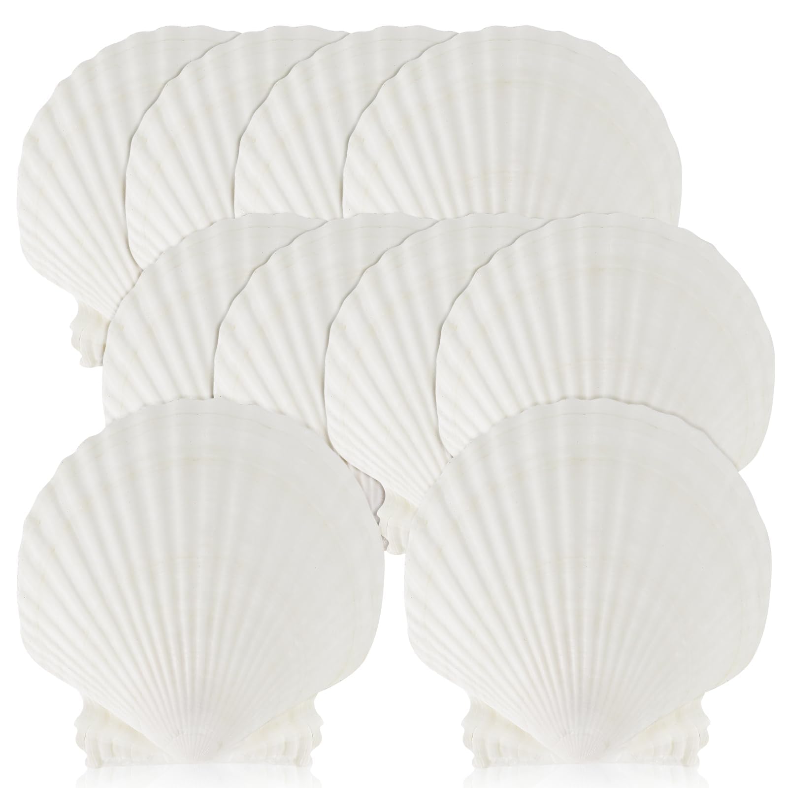 15 PCS Natural Sea Shell Large White, 4-4.7 Inch Scallop Shells for DIY Craft, Serving Food, Baking and More