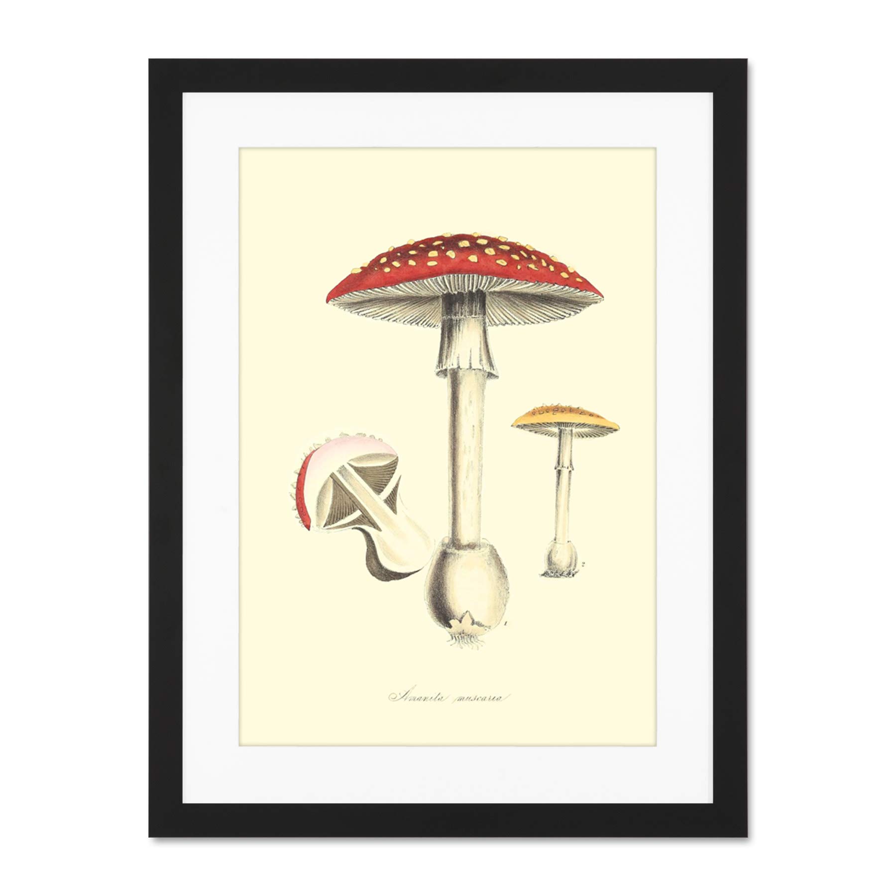 Wee Blue Coo Fungus Amanita Muscaria Fly Agaric Magic Mushroom Large Framed Art Print Wall Poster 18x24 inch