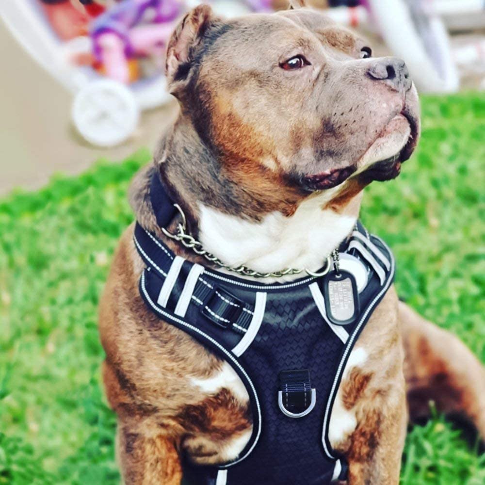 Pets Empire Dog Cat Harness No-Pull Pet Harness Adjustable Outdoor Pet Vest Reflective Oxford Material Vest for Dogs Easy Control- Black Color (XX-Large) (B09XF7C988) Amazon Price History, Amazon Price Tracker