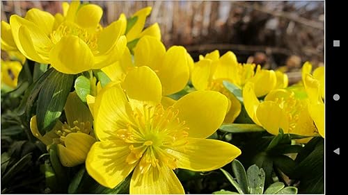 1037 Flowers Wallpapers