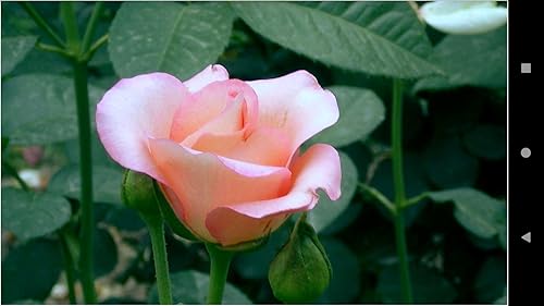 1047 Flowers Wallpapers