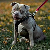 Vista 5 de Bestia Arnés para perro de cuero ''Style''. Negro. 100% cuero. hecho a mano