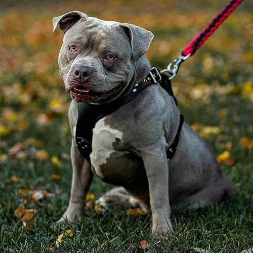 Miniatura 5 de Bestia Arnés para perro de cuero ''Style''. Negro. 100% Cuero. Hecho a mano Negro -,Marrón