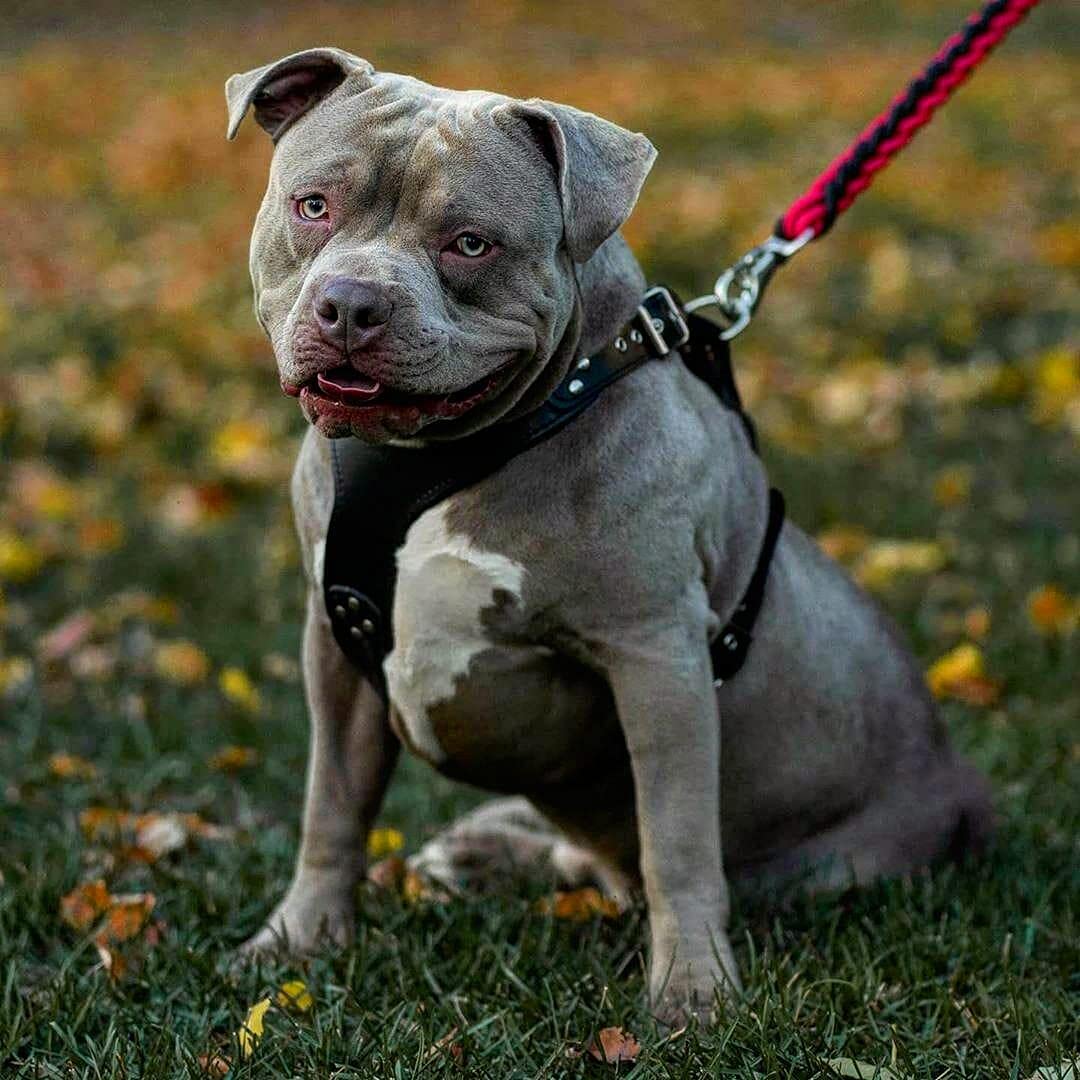 Bestia Style - Arnés de piel auténtica para perros de razas medianas a extragrandes, arnés de chaleco antitirones, placa de pecho acolchada, hecho a mano en Europa, se adapta a Rottweiler, Doberman