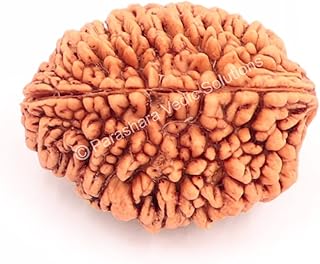 ARKAM Two Mukhi Kaju Rudraksha Certified/Original 2 Mukhi Rudraksh/Natural 2 faced Rudraksha (Brown) with Certificate and Puja Instructions-picture-46