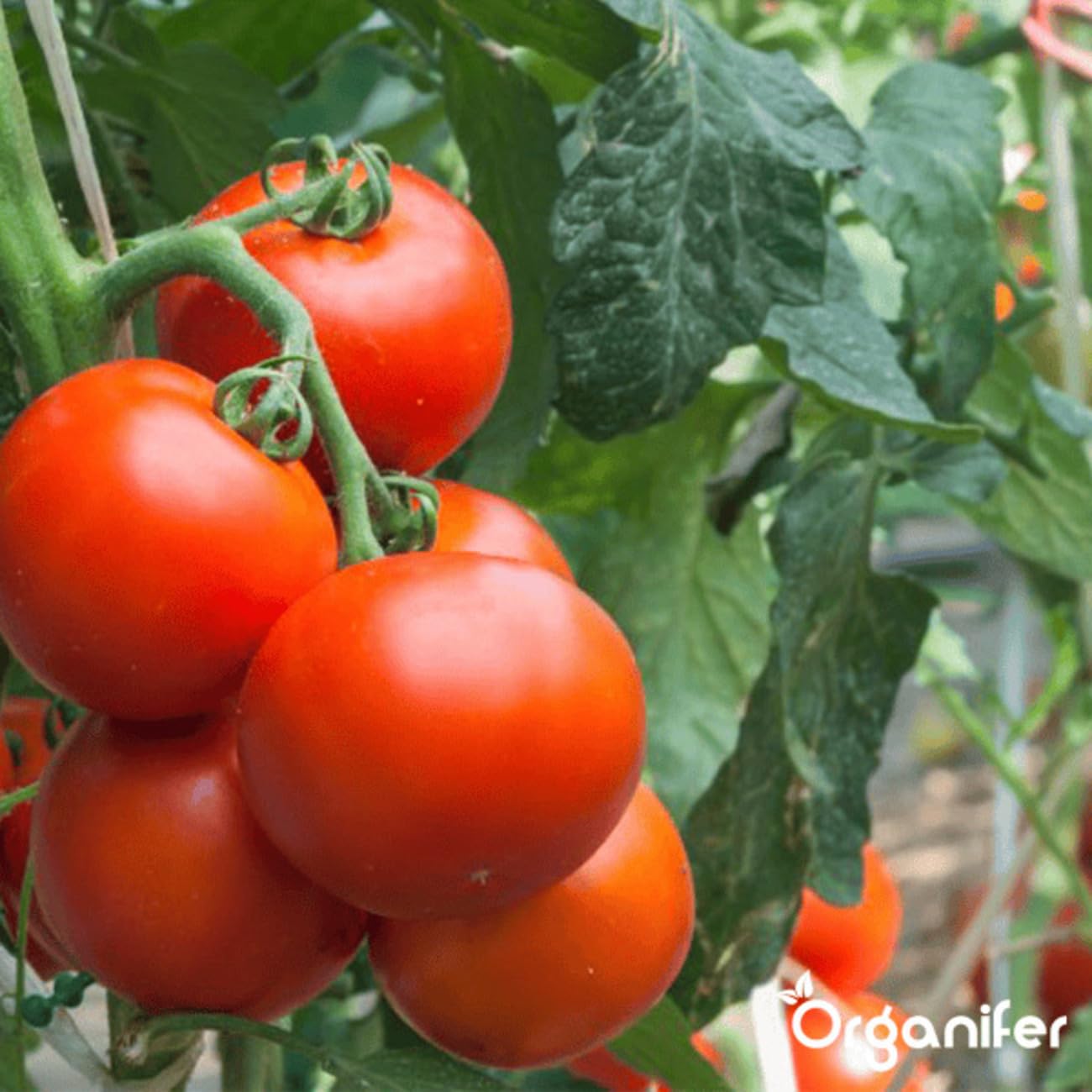 Pack Semillas De Tomate