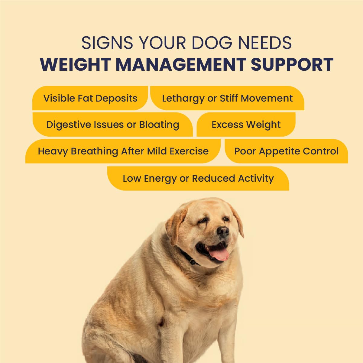 FUR BALL STORY Obipet Dog Weight Management Tablets | Controls Appetite & Metabolism Support | Helps Reduce Bloating & Supports Digestion | Ayurvedic Vet-Trusted Formula | 60 Tablets 1