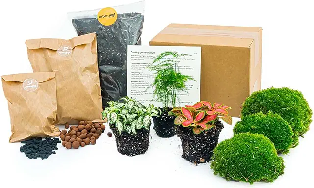 Kit Terrario DIY - 3 Plantas de Espárragos para Ecosistema en Botella