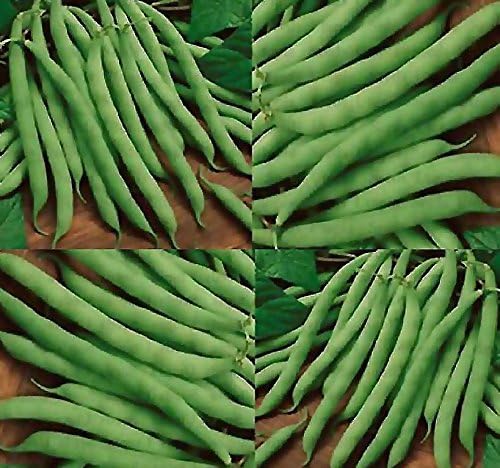 Miniatura 4 de MySeeds.Co - Semillas de frijol Blue Lake 274 de 1 libra (más de 1,300 semillas) - El frijol comúnmente utilizado para enlatar, congelar en vinagre