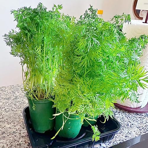 semillas de eneldo perenne resistente - lecho elevado balcón jardín orgánicas cocina 350pcs