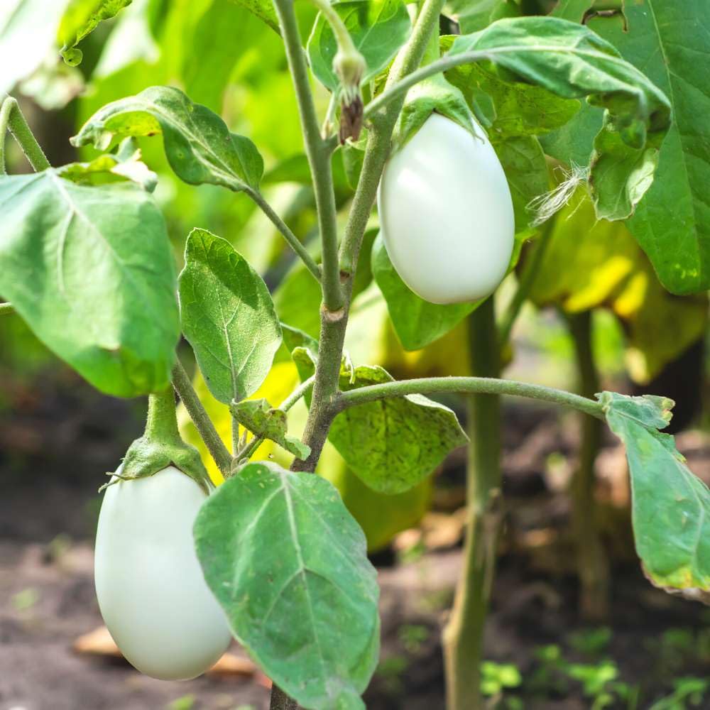 White Brinjal Seeds Eggplant Seeds For Home Balcony Garden Pack of 50 Seeds (B0CBSQ6X8D) Amazon Price History, Amazon Price Tracker